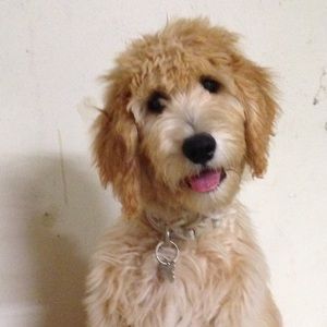 Meet your Posher, Laci